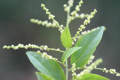 Sageretia filiformis